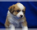 Small Photo #11 Miniature Australian Shepherd Puppy For Sale in ELMHURST, IL, USA