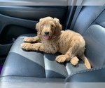 Small Photo #12 Goldendoodle-Poodle (Standard) Mix Puppy For Sale in DETROIT, MI, USA