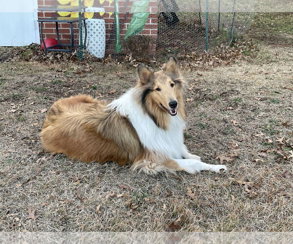 Medium Photo #2 Collie Puppy For Sale in Chantilly, VA, USA