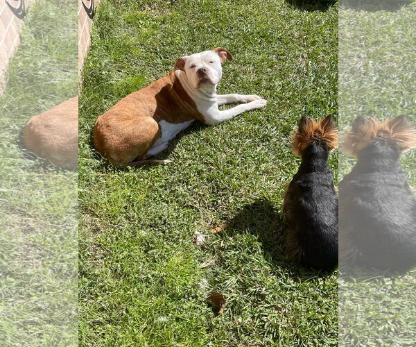 Medium Photo #31 Mutt Puppy For Sale in Mount Laurel, NJ, USA