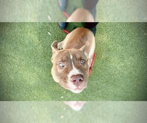 American Pit Bull Terrier-Unknown Mix Dogs for adoption in Orlando, FL, USA