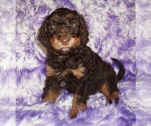 Miniature Labradoodle Puppy for sale in LA HABRA, CA, USA