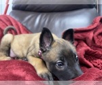 Small Photo #120 Belgian Malinois Puppy For Sale in REESEVILLE, WI, USA