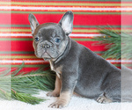Small Photo #5 French Bulldog Puppy For Sale in LITITZ, PA, USA