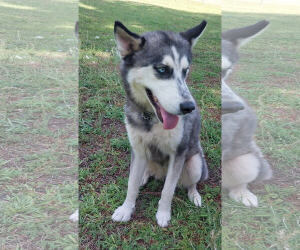 Medium Photo #3 Siberian Husky Puppy For Sale in Cumming, GA, USA