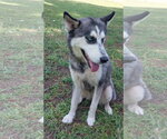 Small #2 Siberian Husky