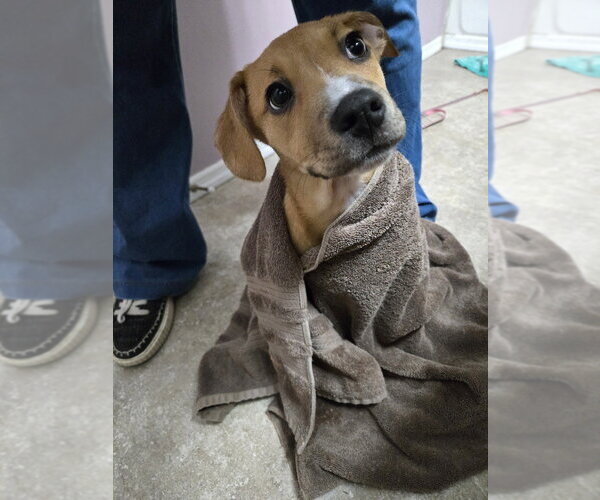 Medium Photo #4 Australian Shepherd-Unknown Mix Puppy For Sale in Springdale, PA, USA