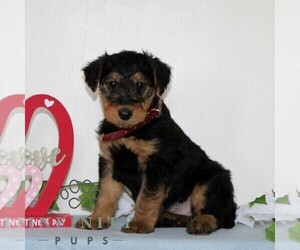 Airedale Terrier Puppy for sale in HOLTWOOD, PA, USA