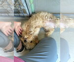 Small #5 Poodle (Miniature)