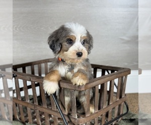 Bernedoodle Puppy for sale in WOLCOTT, IN, USA