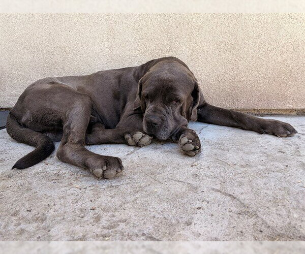 Medium Photo #2 Mastiff-Unknown Mix Puppy For Sale in San Bernardino, CA, USA