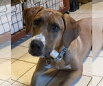 Small #2 Bloodhound