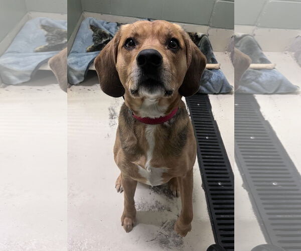 Medium Photo #5 Beagle-Unknown Mix Puppy For Sale in Webster, WI, USA