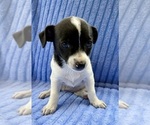 Small #4 Chihuahua