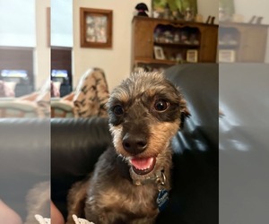 Crypto - Male Mutt Dog for Adoption - Photo #4