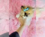 Small Photo #13 Pomeranian Puppy For Sale in ORLANDO, FL, USA