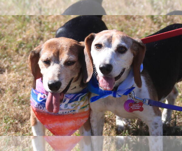 Medium Photo #5 Beagle Puppy For Sale in Tampa, FL, USA