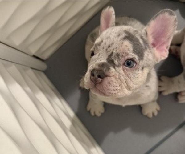 Medium Photo #5 French Bulldog Puppy For Sale in BURLINGAME, CA, USA