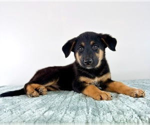 Cattledog Shepherd Puppy for sale in GREENFIELD, IN, USA