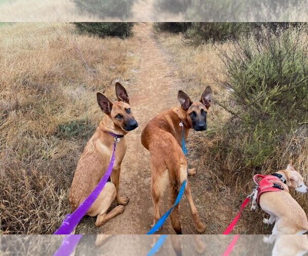 Medium Photo #7 Mutt Puppy For Sale in Dana Point, CA, USA