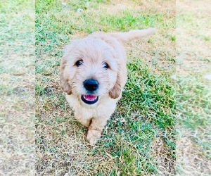 Goldendoodle (Miniature) Puppy for Sale in THE WOODLANDS, Texas USA
