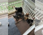 Small Photo #10 Yoranian Puppy For Sale in MORROW, OH, USA