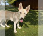 Small German Shepherd Dog Mix