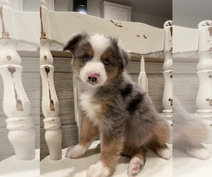Miniature Australian Shepherd Puppy for sale in SHELLEY, ID, USA