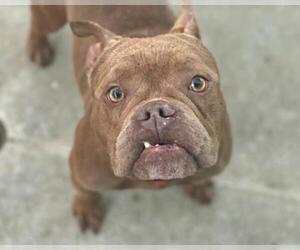 Mutt Dogs for adoption in Martinez, CA, USA