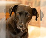 Small #1 Labrador Retriever Mix