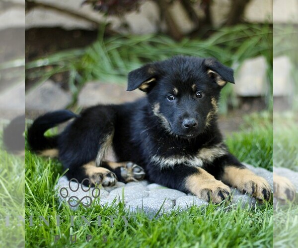 Medium Photo #1 Australian Shepherd-German Shepherd Dog Mix Puppy For Sale in BIRD IN HAND, PA, USA