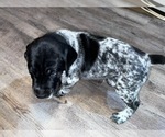 Small Photo #3 German Shorthaired Pointer Puppy For Sale in LEBANON, TN, USA