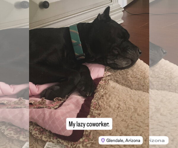 Medium Photo #3 Mutt Puppy For Sale in Goodyear, AZ, USA