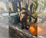 Small Photo #3 Labrador Retriever Puppy For Sale in LIVINGSTON, CA, USA