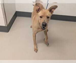 Great Dane-Unknown Mix Dogs for adoption in Corona, CA, USA