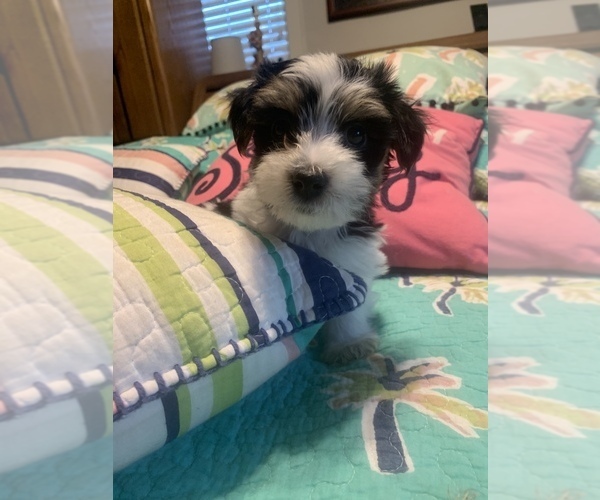 Medium Photo #7 Morkie Puppy For Sale in FORT WORTH, TX, USA