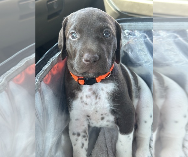 Medium Photo #3 German Shorthaired Pointer Puppy For Sale in PLACERVILLE, CA, USA