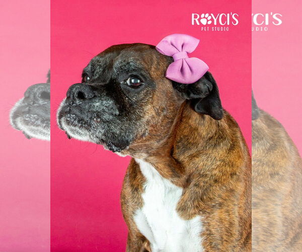 Medium Photo #6 Boxer Puppy For Sale in Sandy, UT, USA