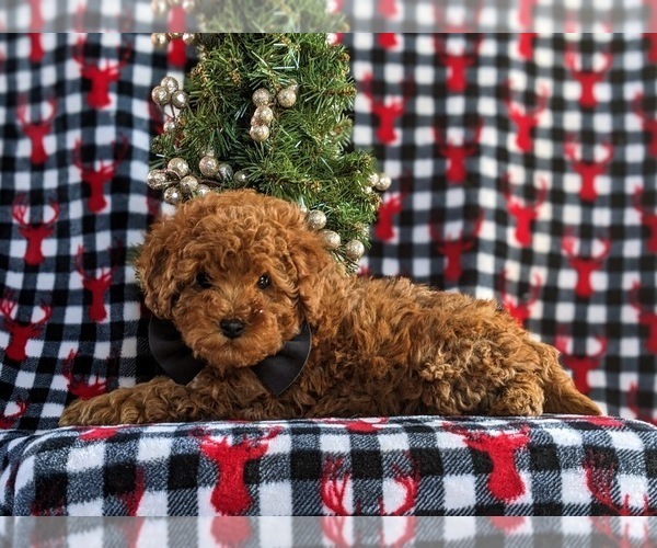 Medium Photo #4 Poodle (Toy) Puppy For Sale in OXFORD, PA, USA