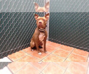 Mutt Dogs for adoption in Downey, CA, USA