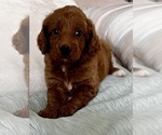 Small Photo #34 Goldendoodle (Miniature) Puppy For Sale in PENSACOLA, FL, USA