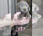 Small Photo #6 Labrador Retriever Puppy For Sale in OLYMPIA, WA, USA