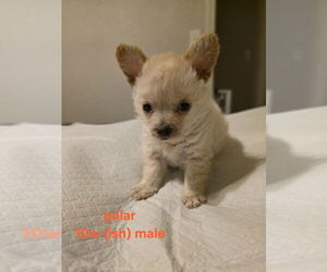Chiranian Dogs for adoption in Pacifica, CA, USA