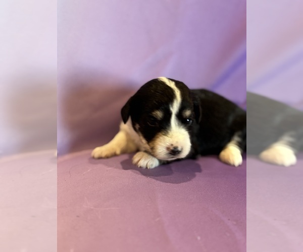 Medium Photo #14 Corgipoo Puppy For Sale in LONGMONT, CO, USA