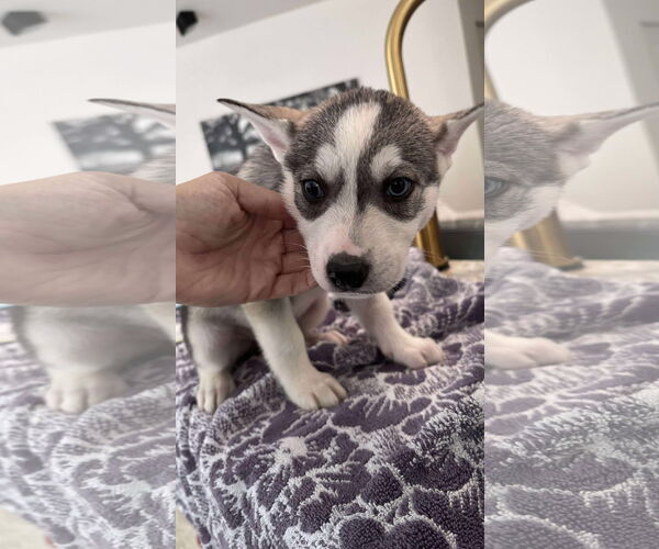 Medium Photo #15 Siberian Husky-Unknown Mix Puppy For Sale in Holly Springs, NC, USA