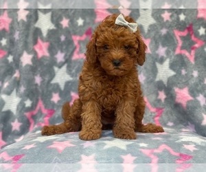 Cavapoo-Poodle (Miniature) Mix Puppy for sale in LAKELAND, FL, USA