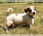 Small #1 Mutt