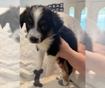 Small #3 Australian Shepherd