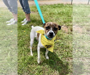Jack Chi Dogs for adoption in Mooresville, NC, USA
