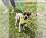 Small Jack Chi